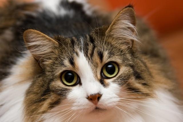 long-haired-cat-staring-forward