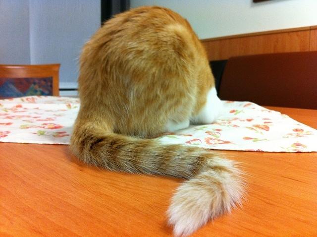 orange-tabby-on-table-facing-other-direction 湾曲した尾を持つオレンジ色の縞模様のトラ猫の背面図