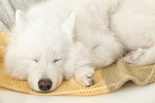 samoyed-dog-sleeping-SW 柔らかい毛布の上で眠る愛らしいサモエド犬