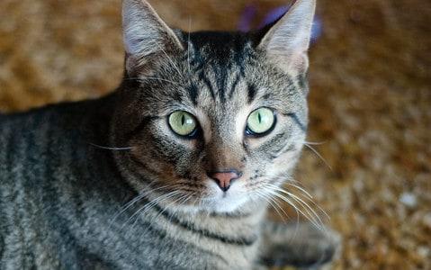 tabby-cat-green-eyes-looking-up-SW 緑の目をしたトラ猫が地面に横たわって見上げる