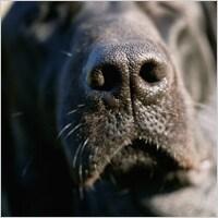 Close up of a black lab's nose.