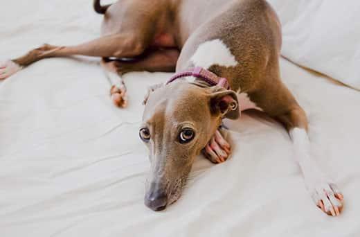 Italian greyhound laying on the bed