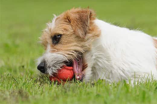 jack-russel-chewing-on-toy-outdoors-SW