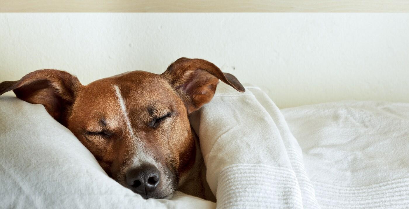 jack-russell-sleeping-in-bed Jack Russell Terrier asleep under white sheets with head on pillow.
