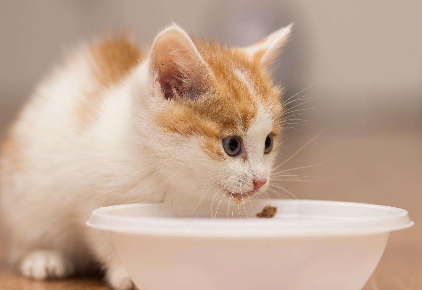 Kitten eats food from a plate.
