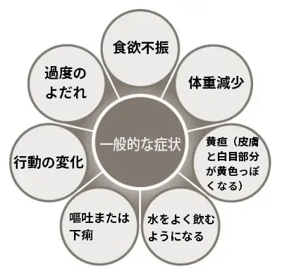 肝疾患の一般的な兆候