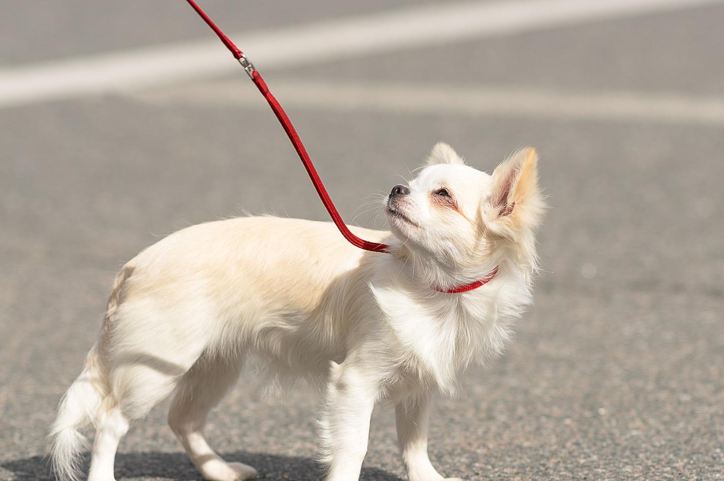 Long-haried Chihuahua dog frowns in the bright sun while on a leash.