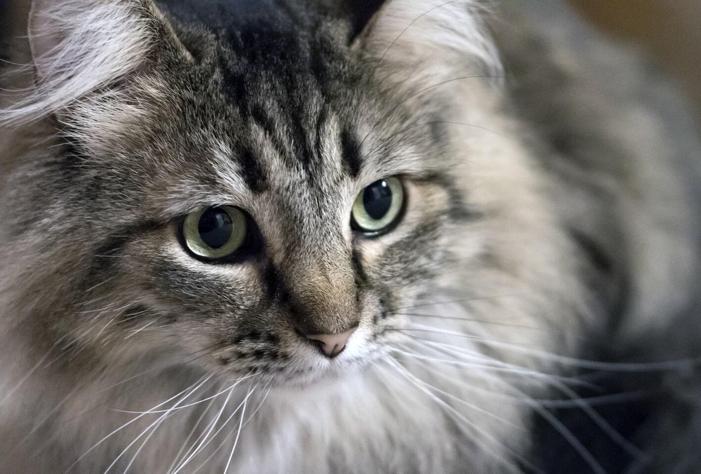 maine coon cat looks off into distance.
