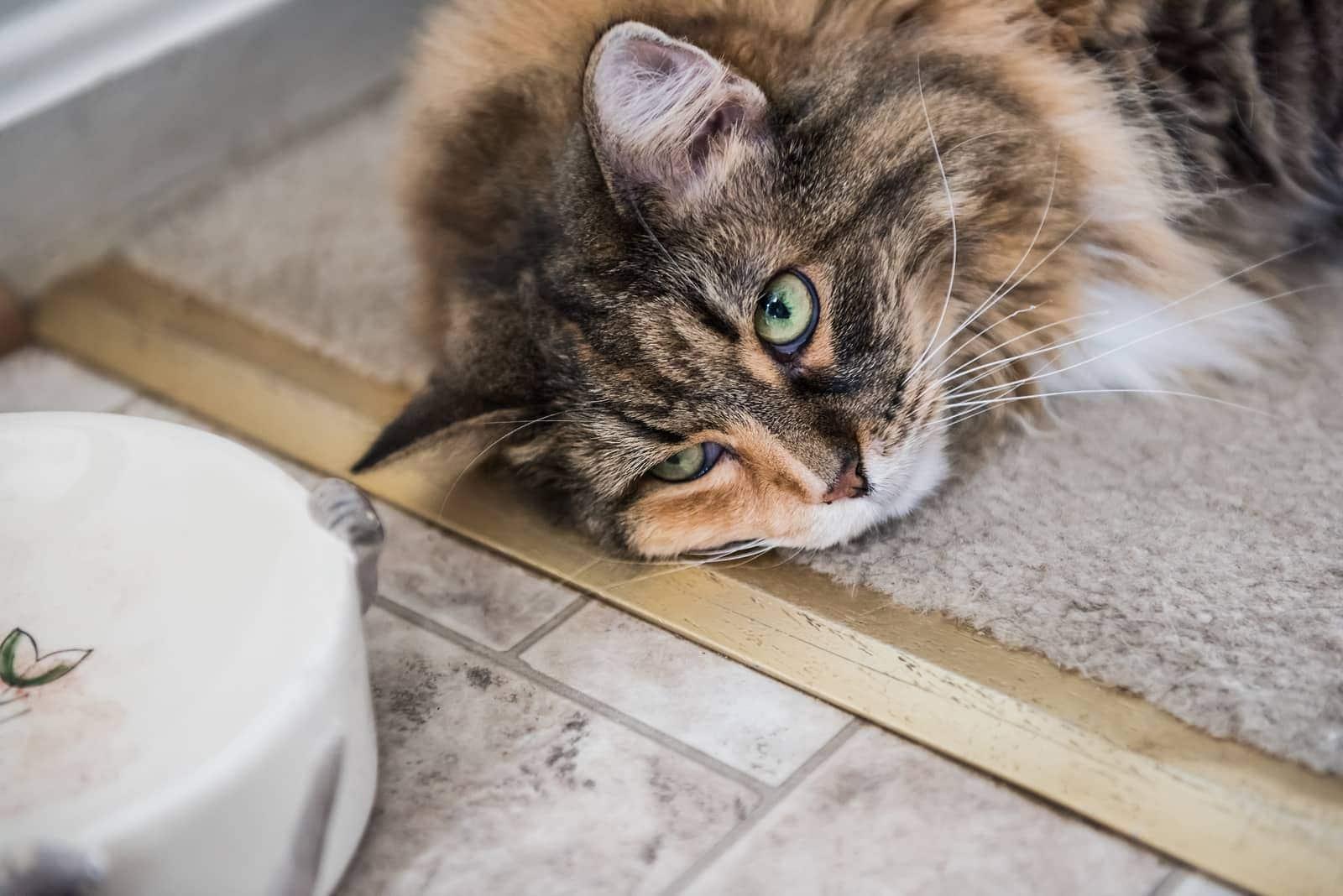 Maine Coon cat flopped on floor beside food bowl