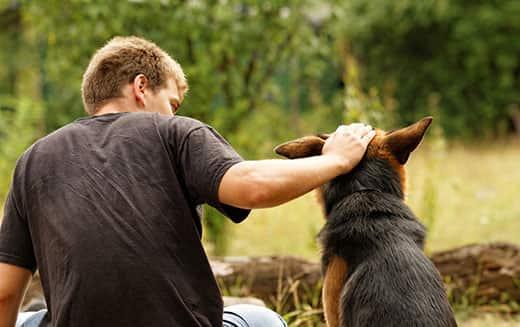man-petting-german-shepherd-on-head-SW Young man ruffling the head a German Shepherd