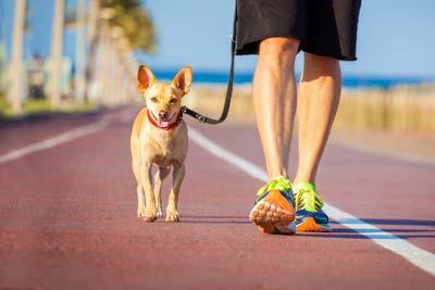 Dog And Owner Walking Small brown dog on a leash in red collar walks next to man on boardwalk near ocean.