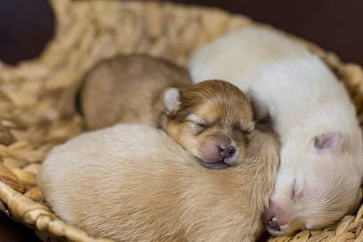 Newborn Spitz Pomeranian puppies snoozing together in a basket.