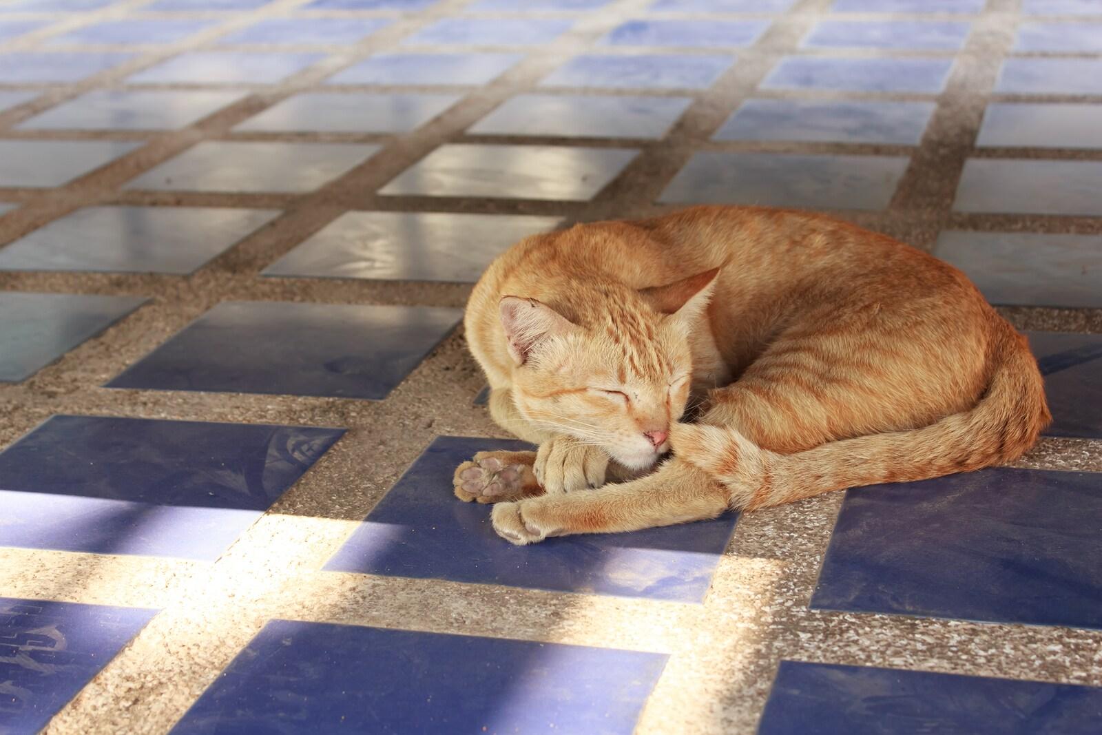 Orange cat lying on a blue tile floor sleeping.