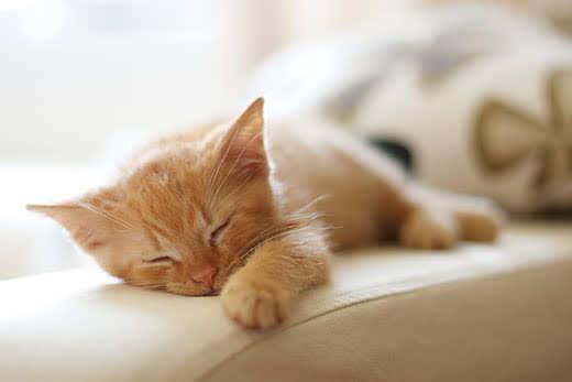 Ginger baby cat sleeping on a chair arm