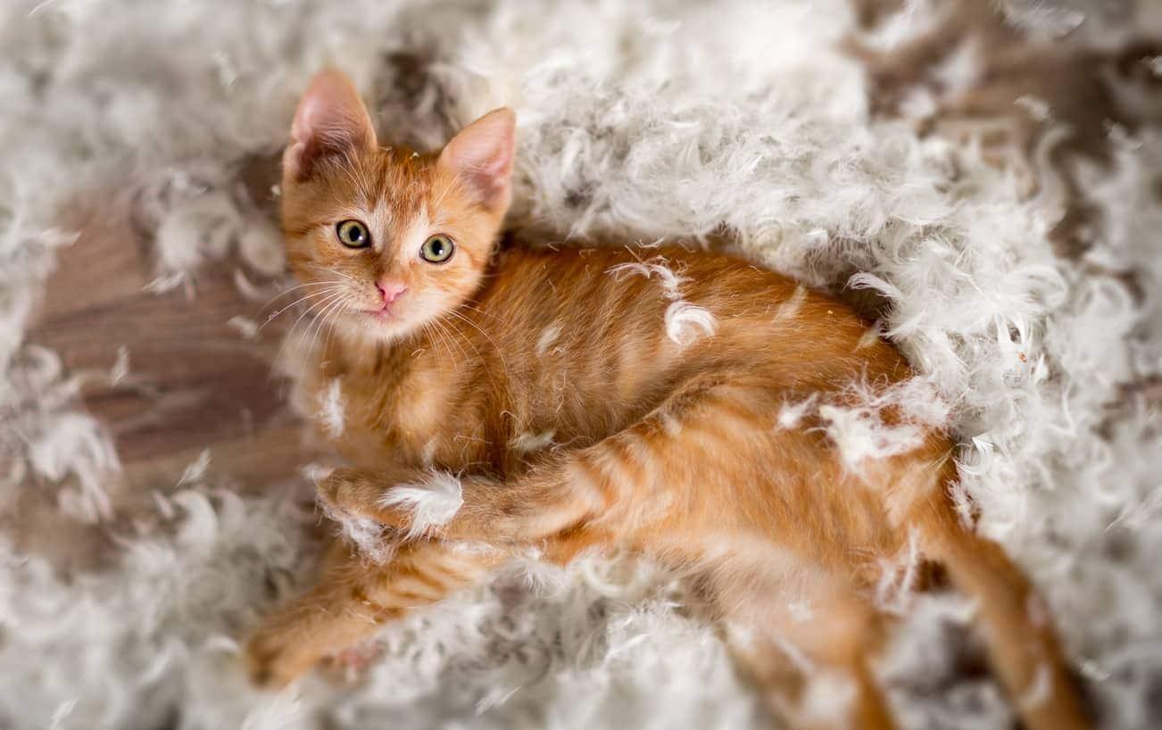 orange-kitten-laying-in-pile-of-feathers-SW Little kitten playing with feathers