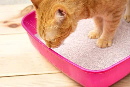 Striped orange cat standing in a pink plastic litter box