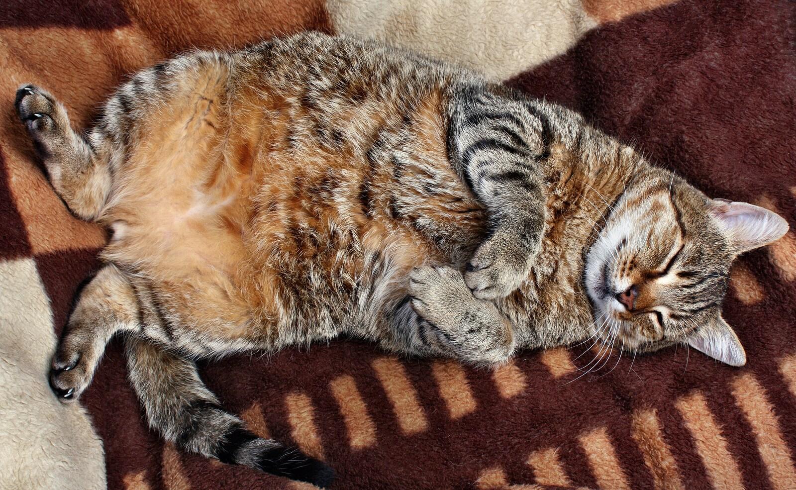 overweight-tabby-sleeping-on-back Overweight, striped tabby cat lying on back with eyes closed