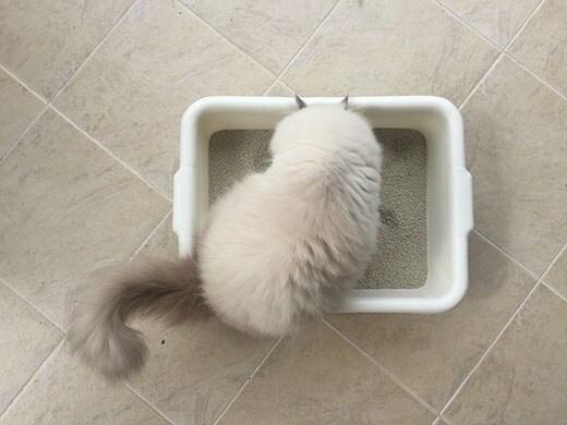 persian-cat-in-litter-box-SW