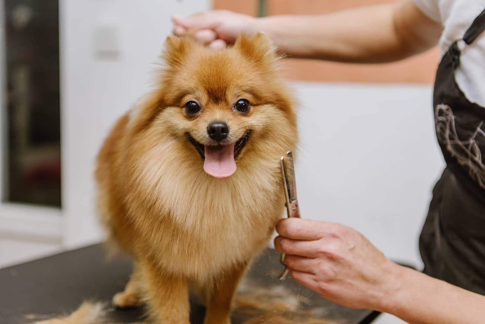 Blonde Pomeranian mix being groomed