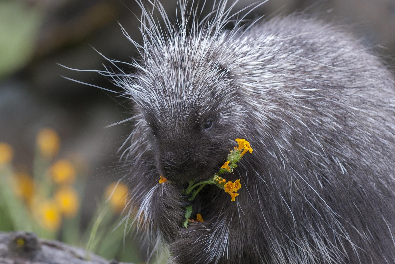 porcupine Porcupine on dead log eating flowers and grass
