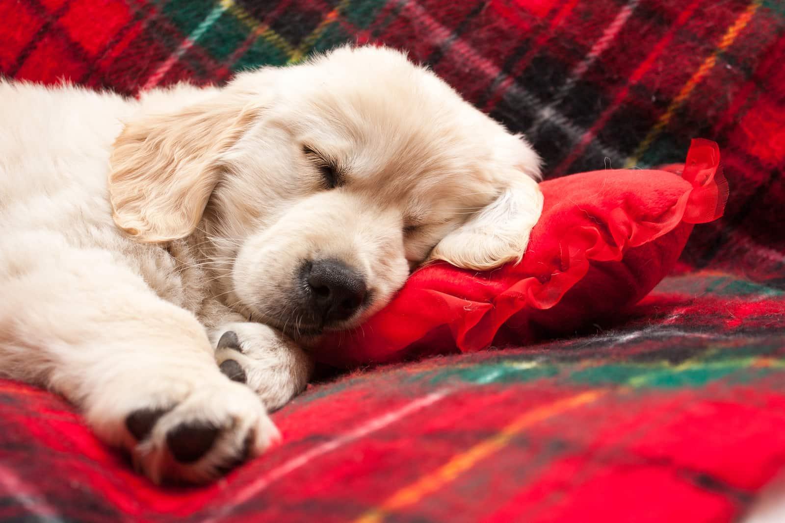 puppy-asleep-on-flannel-blanket-SW Golden retriever puppy asleep on red flannel blanket.