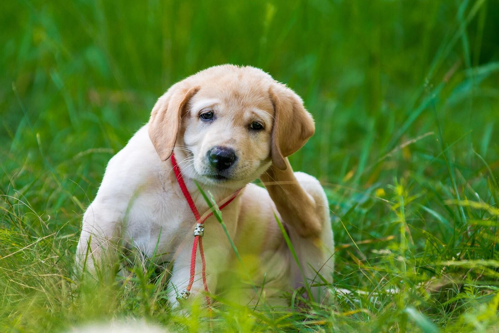 puppy-retriever-scratching Puppy retriever scratching fleas in the grass