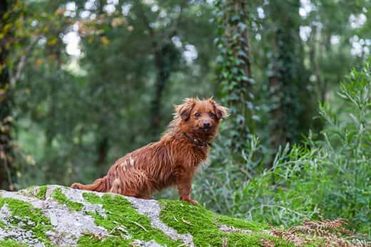 red-mixed-breed-dog-in-forest-SW Red, mangy looking dog sits on a rock in the forest.