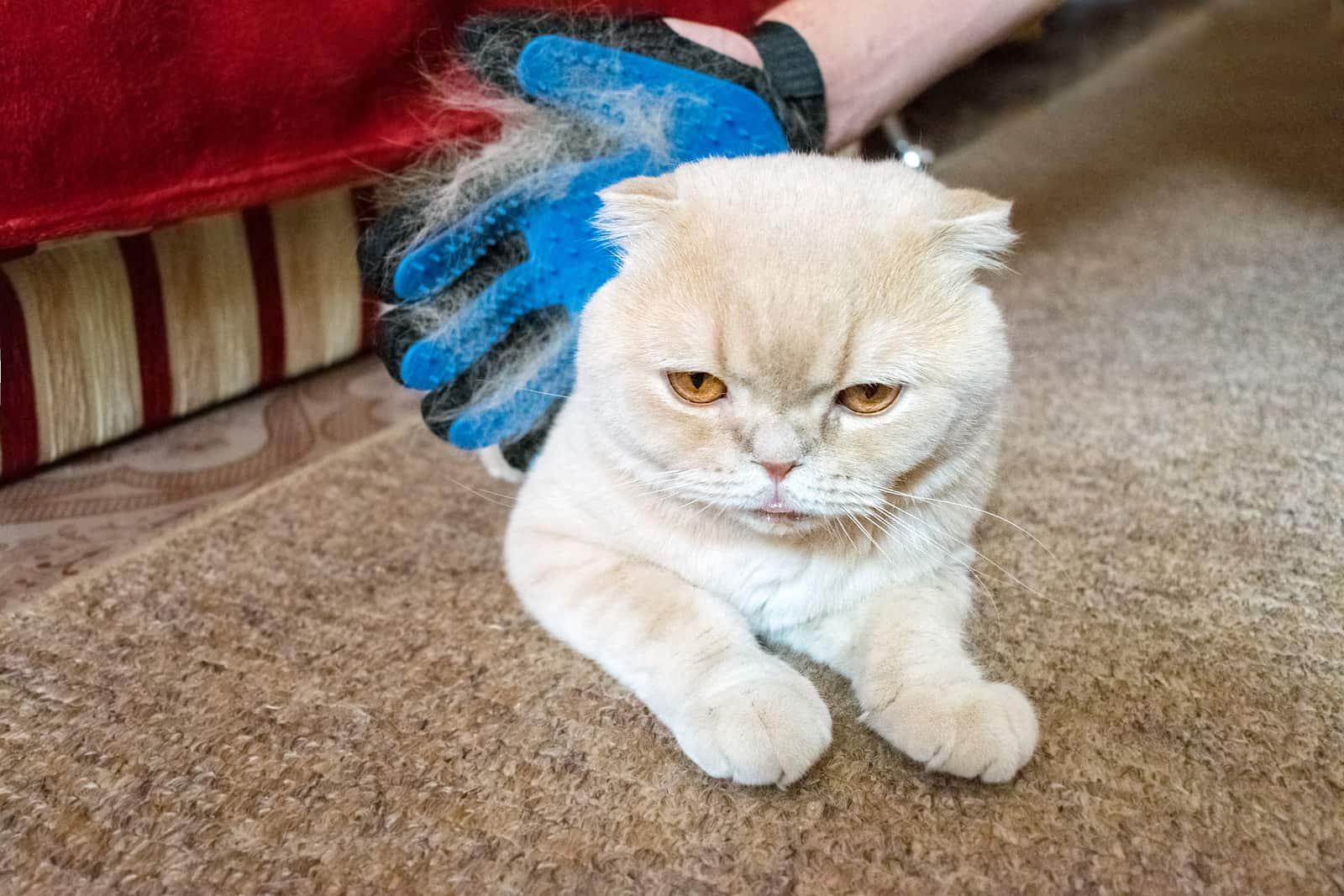 猫の余分な毛を取り除くゴム手袋