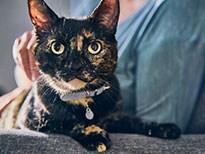 senior cat care basic