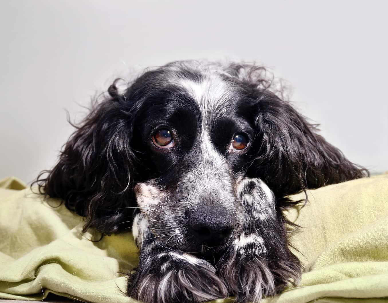 Sad English spaniel on a bed