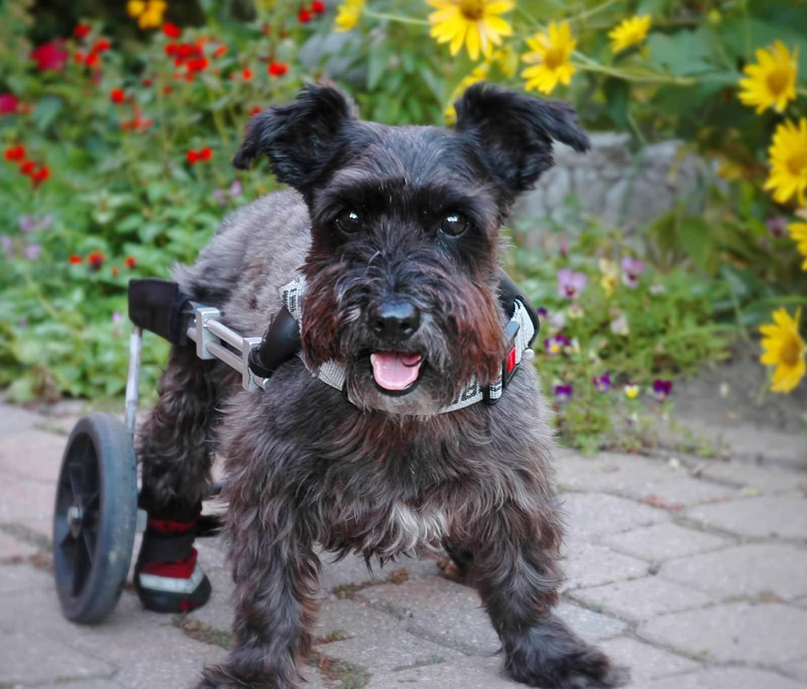 schnauzer-in-dog-wheelchair-SW Gray Schnauzer using a dog wheelchair outdoors.