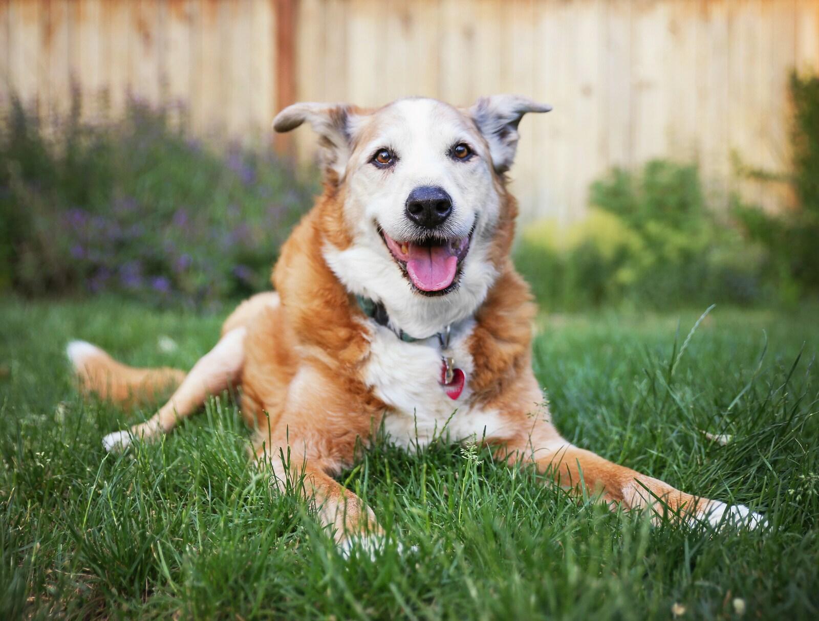 senior-dog-in-backyard Senior dog laying in the grass in a backyard smiling at the camera