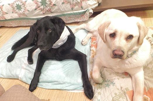 並んで休んでいる黒と白の2匹の犬