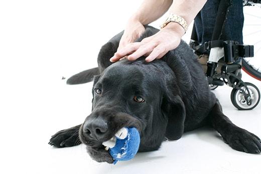 車椅子の人が、青いおもちゃをくわえた黒い犬を撫でている