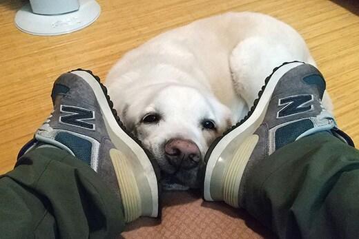 人の足の間に頭を置いて休んでいる白い犬