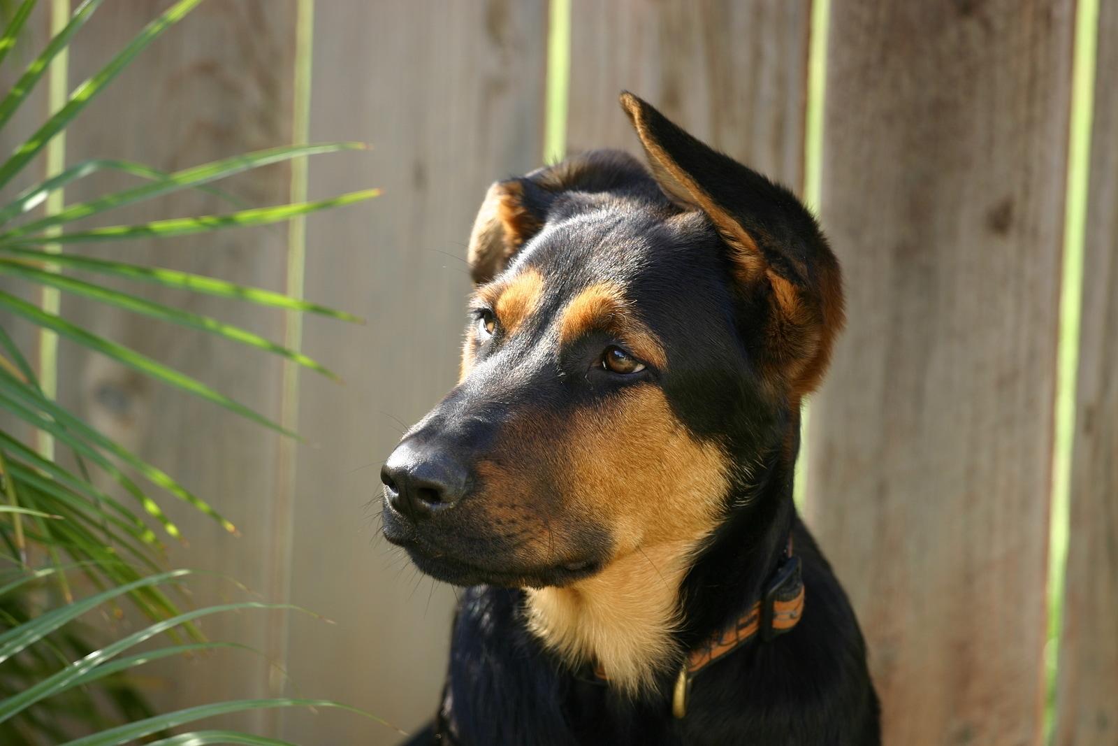 shepherd-mutt-with-one-ear-up Shephered mutt, one ear up and one ear down.