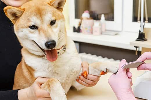 shibu-inu-getting-nails-filed-SW A beautician treats Shibu Inu dogs nails with a nail file