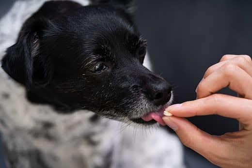 small-black-white-dog-licking-pill-from-human-hand-SW