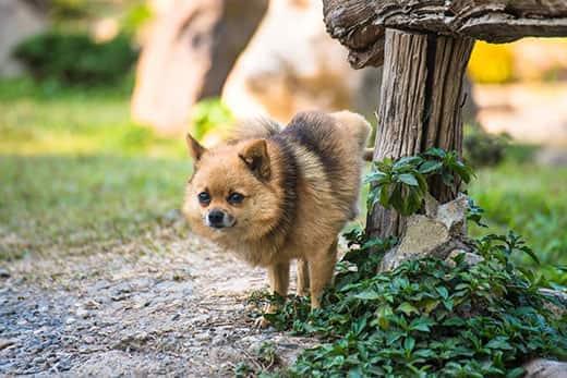 small-dog-urinating-on-fence-post-SW Small fluffy dog urinating on wooden post