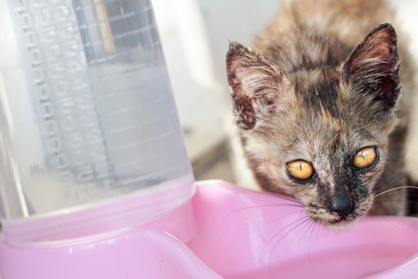 spotted-cat-drinkning-from-pink-bowl-SW Spotted cat drinking from a pink water bowl