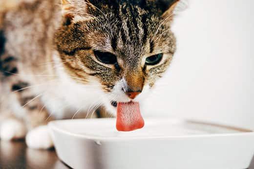 striped-cat-drinks-from-water-dish-SW 縞模様の猫が舌を出して皿から水を飲む