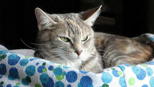 猫の休息-色付きの円-タオル