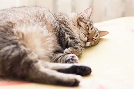 striped-cat-sleeping-SW