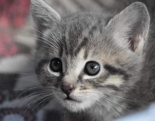 striped-gray-kitten-blue-eyes-SW Close-up of striped gray kitten with blue eyes.