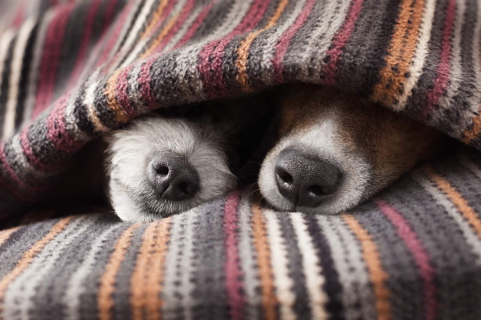 two-dog-noses-from-beneath-blanket-SW Two dog noses poking out from under a blanket