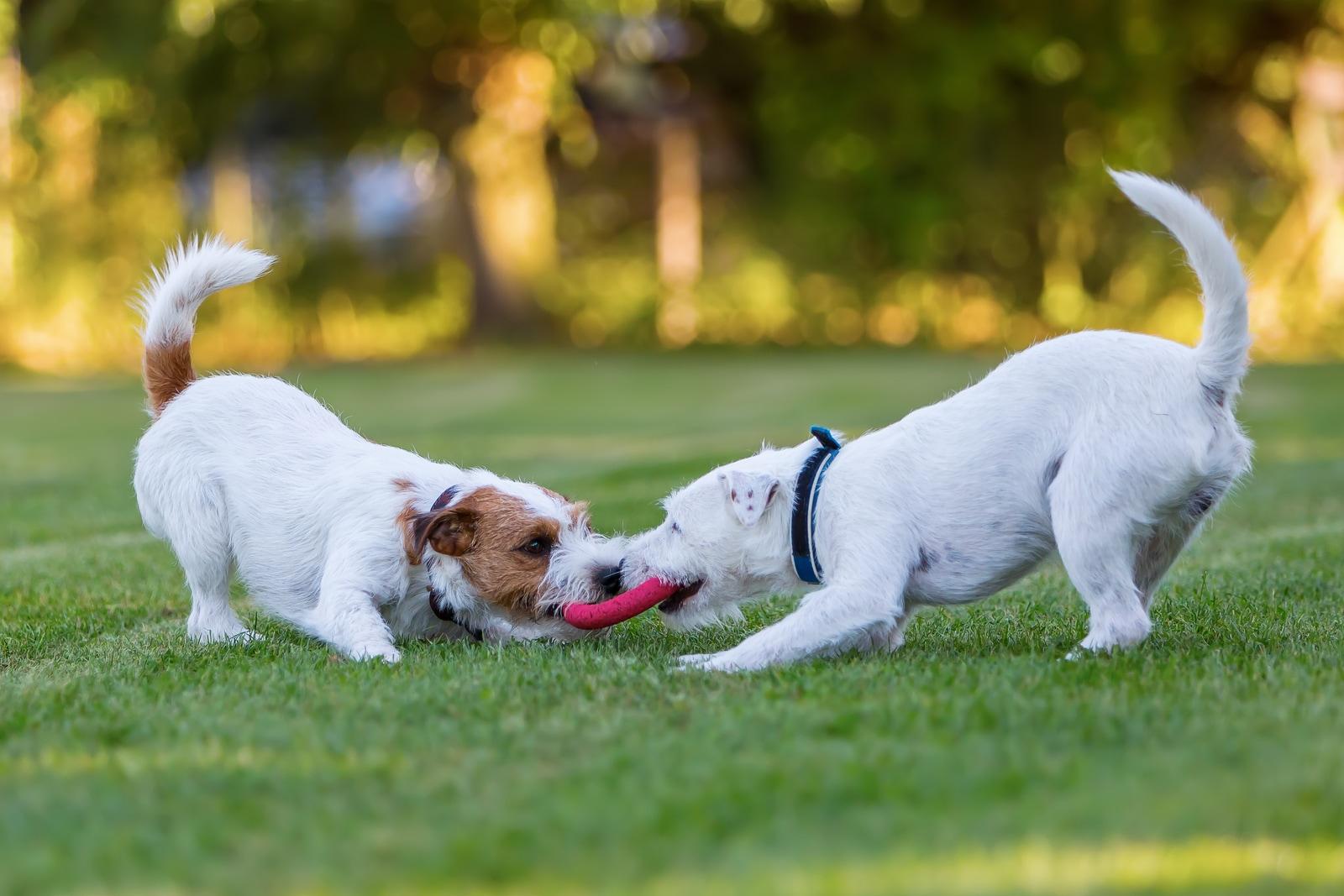 two-dogs-playing-tug-of-war-with-disc Two dogs playing tug of war with a disc at the park