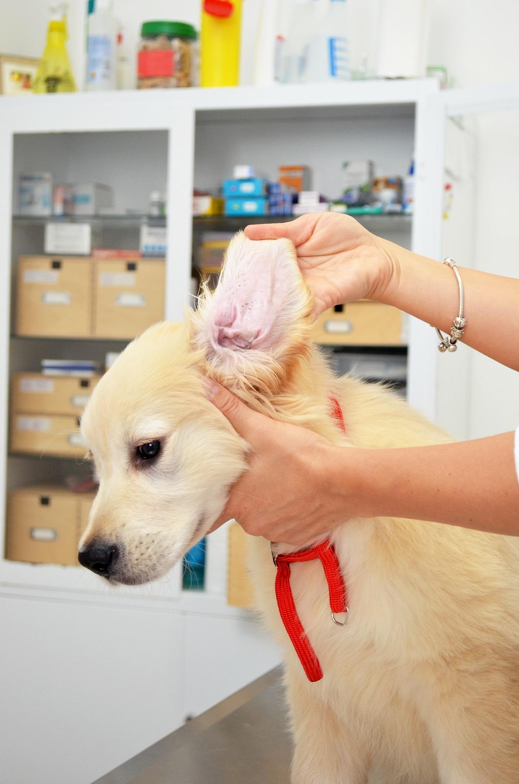 vet-examining-golden-retriever-puppys-ear Golden retriever at vets having his ears checked