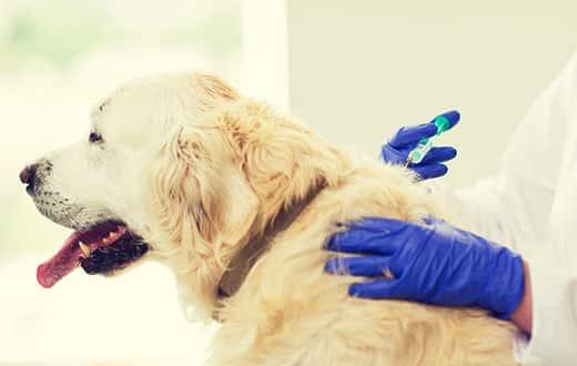 vet-giving-golden-retriever-vaccination-SW Primer plano de un médico veterinario con una jeringa inyectando una vacuna a un perro golden retriever en una clínica veterinaria.