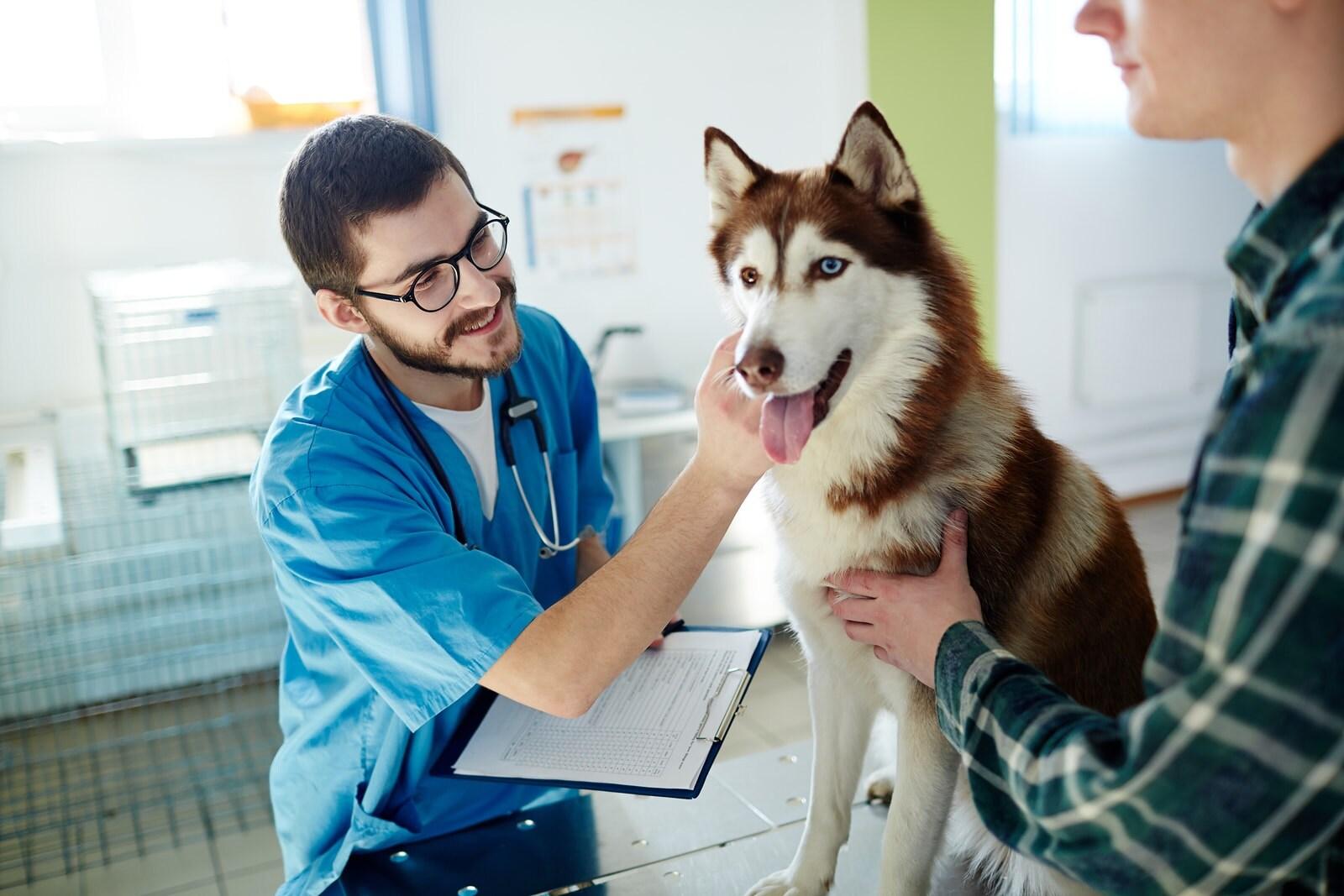 vet-looking-at-husky-on-table-SW Vet in blue scrubs examines a brown and white husky while owner looks on