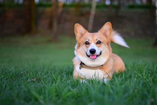 Smiling Welsh corgi pembroke dog lying down in the green grass